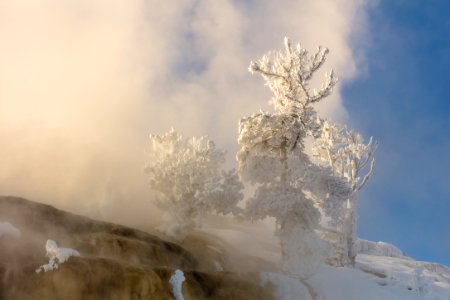 Tree Covered in rime ice near Palette Spring photo