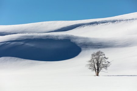 Lone tree and snowy hills in Hayden Valley photo