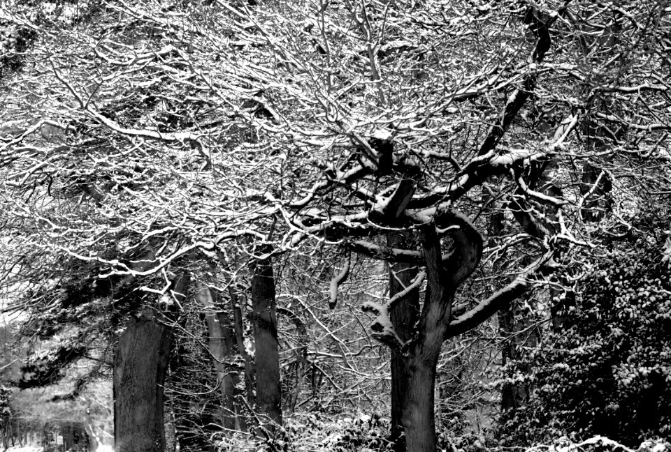 black and white snow tree