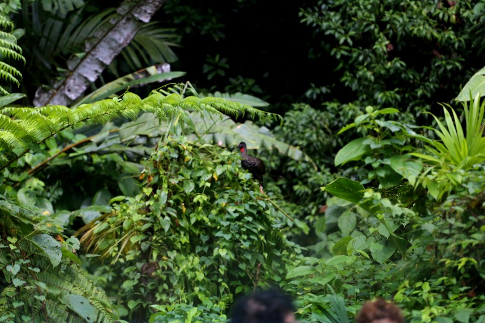 Crested Guan
