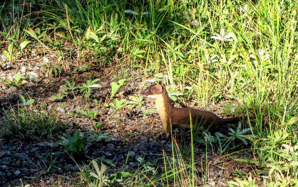 Long-tailed weasel