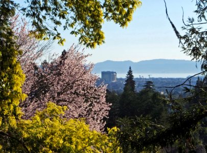 Acacias and plums in bloom, from Clark Kerr Track, UC Berkeley, 8FEB16