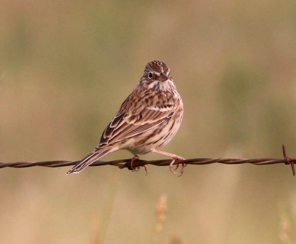 877 - VESPER SPARROW (9-13-2020) san rafael grasslands, santa cruz co, az -03