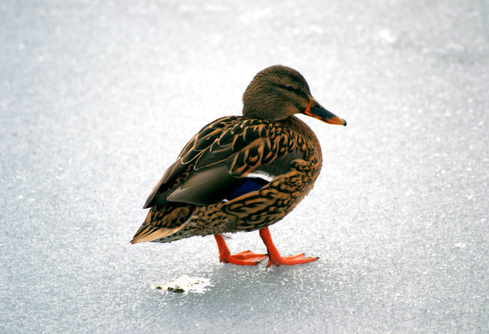 frozen canal