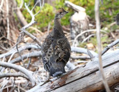 085 - SOOTY GROUSE (9-10-09) near mt lassen, ca  (1)