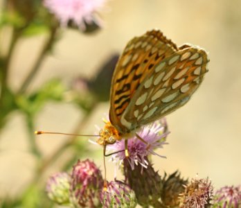 FRITILLARY, ZERENE (Speyeria zerene) (7-30-2019) 8000 ft, rte 92 near maher, montrose co, co -04