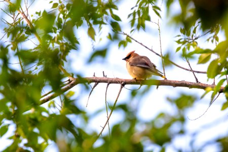 Cedar waxwing (Bombycilla cedrorum) near the North Entrance