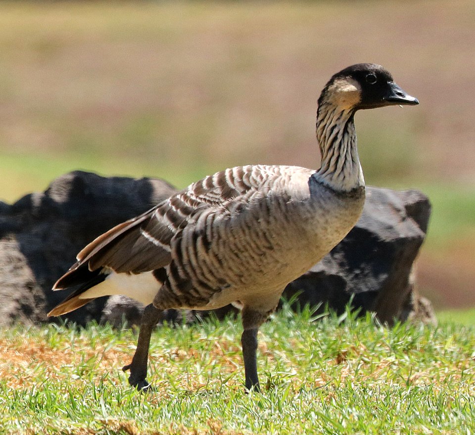 NENE (9-1-2017) waikoloa village athletic complex, between waimea and kona coast, hawai'i co, hawaii -01