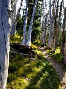 Whitebark pines on Avalanche Peak Trail