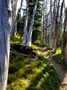 Whitebark pines on Avalanche Peak Trail photo