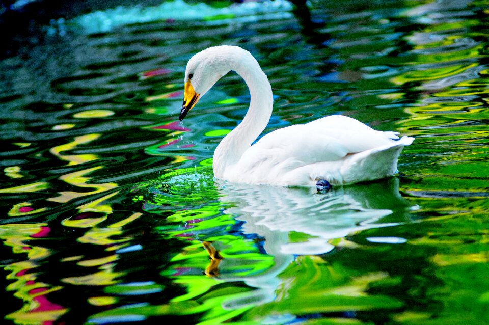 Swan beautiful animal