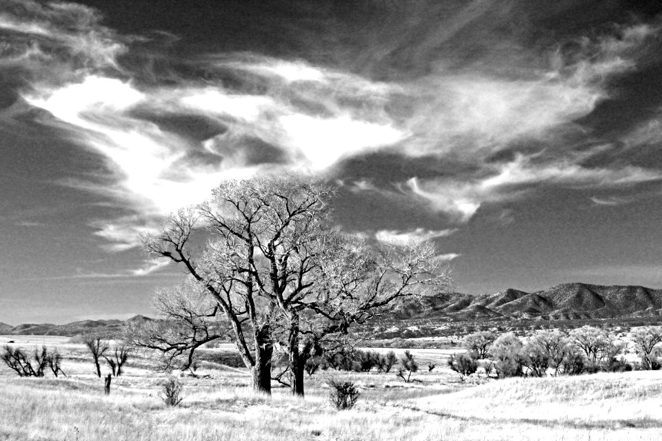 08oa - SAN RAFAEL VALLEY GRASSLANDS, SE of Patagonia, scc, az (3-10-2017) -02 BW photo