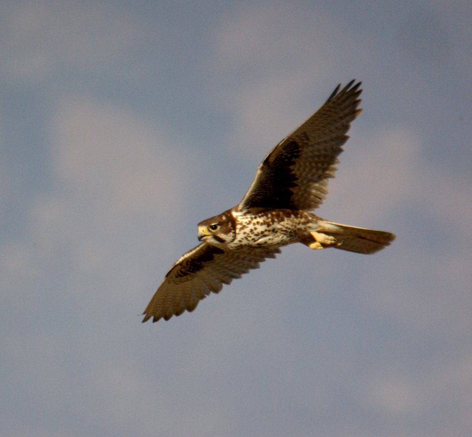 FALCON, PRAIRIE (3-30-07) carrizo plain nat monument, slo co, ca