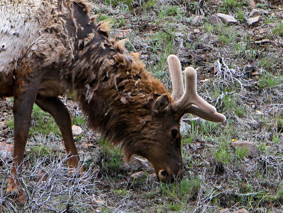 Bull elk in spring