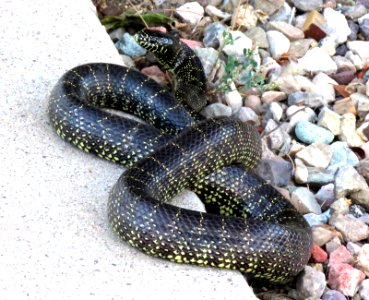 DESERT COMMON KINGSNAKE (Lampropeltis getula) (5-3-2020) hereford, cochise co, az -01 copy