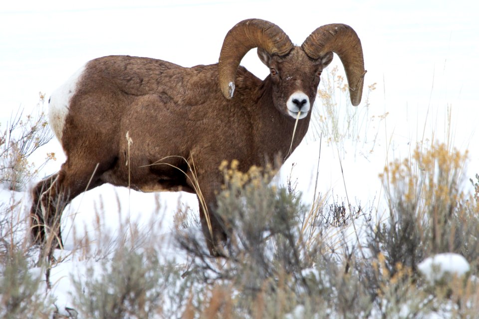 Bighorn ram near Tower Junction