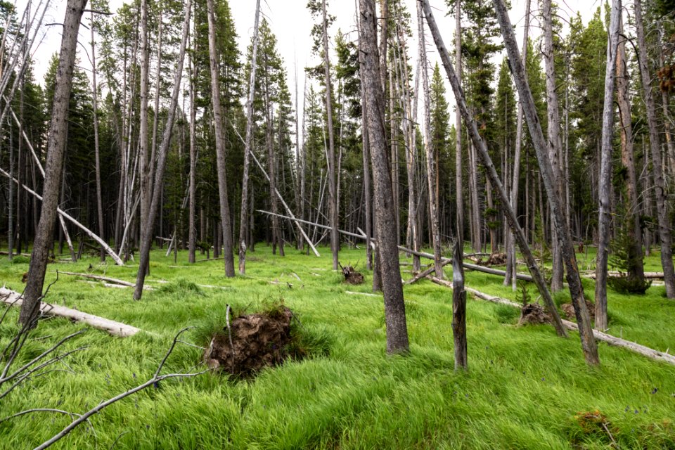 Backcountry campsite near Shoshone Lake outlet