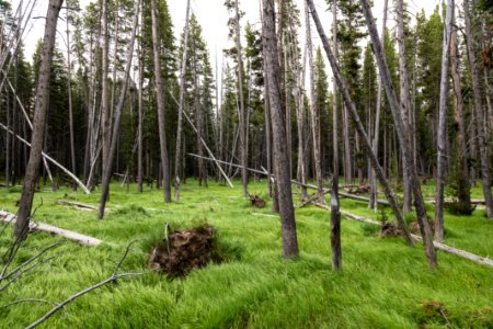 Backcountry campsite near Shoshone Lake outlet photo