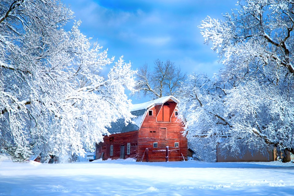 :: spring snow ::
