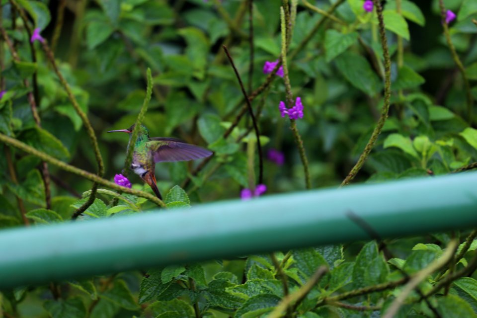 Rufous-tailed Hummingbird