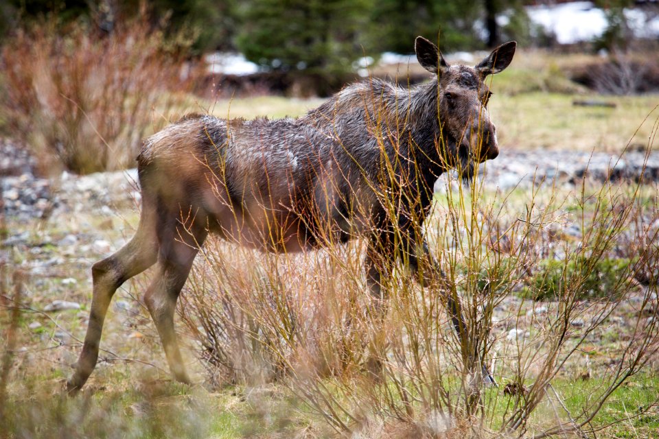 Cow moose, Soda Butte Creek
