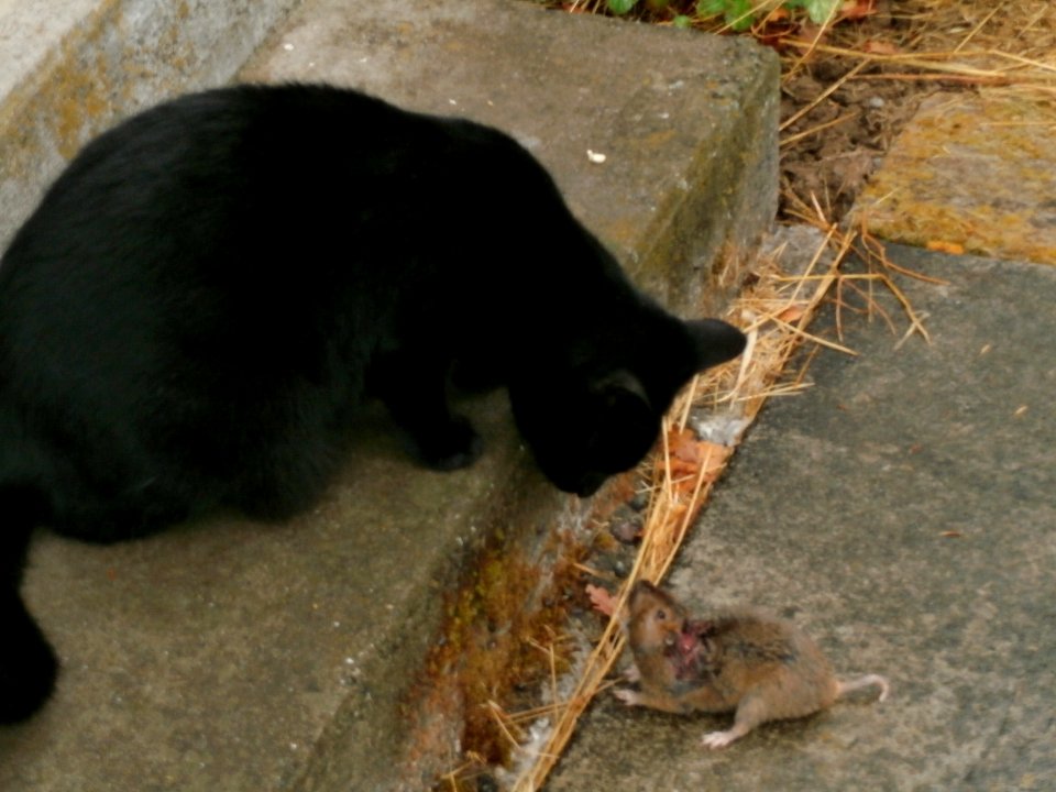 Panther Says, "Looks Like Mouse for Lunch"