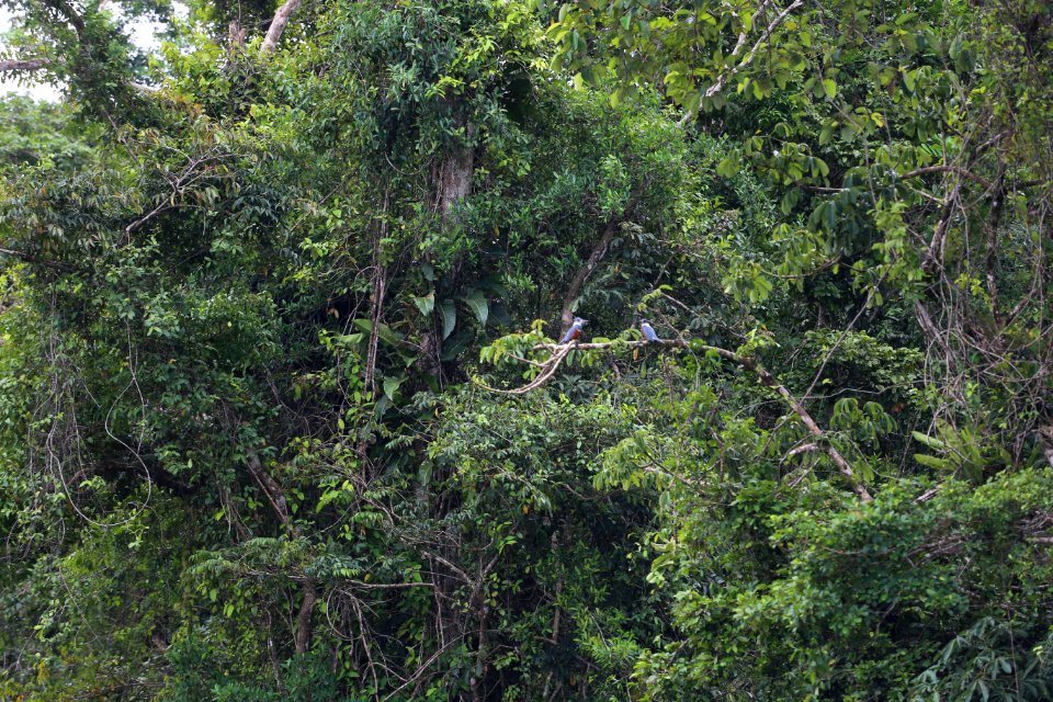 Ringed Kingfisher