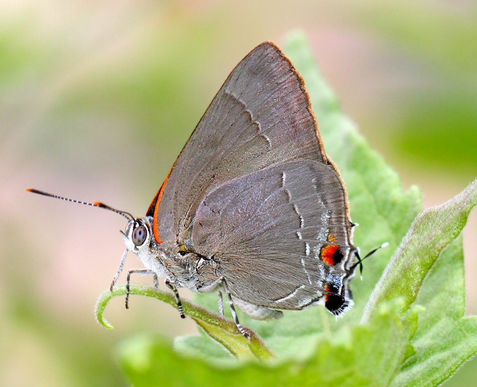 HAIRSTREAK, MARIUS (Rekoa marius) (11-18-13) roma, starr co, tx -01
