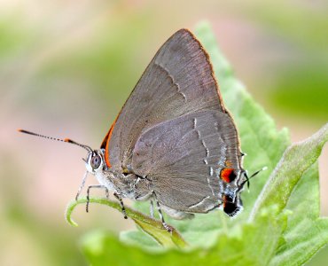 HAIRSTREAK, MARIUS (Rekoa marius) (11-18-13) roma, starr co, tx -01