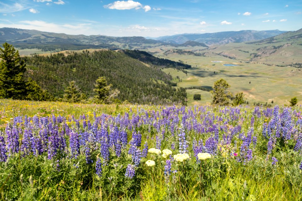 Views from Specimen Ridge
