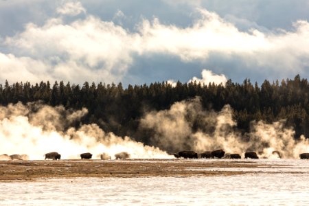 Bison group in Lower Geyser Basin at sunset