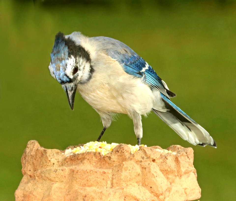639 - BLUE JAY (9-27-2018) pepperell, middlesex co, ma -09