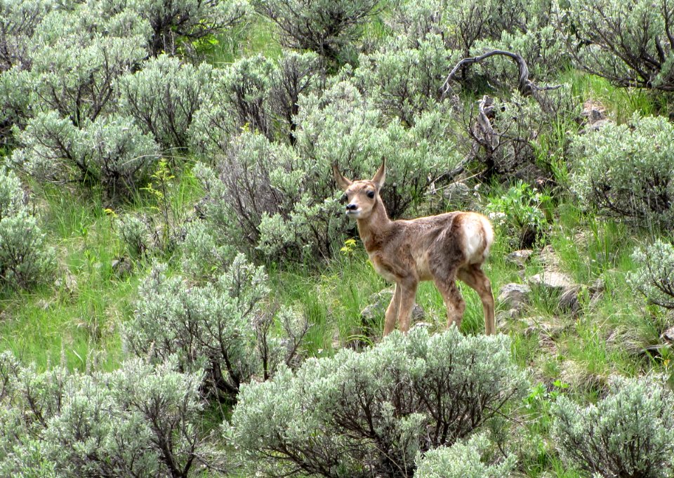 Pronghorn fawn