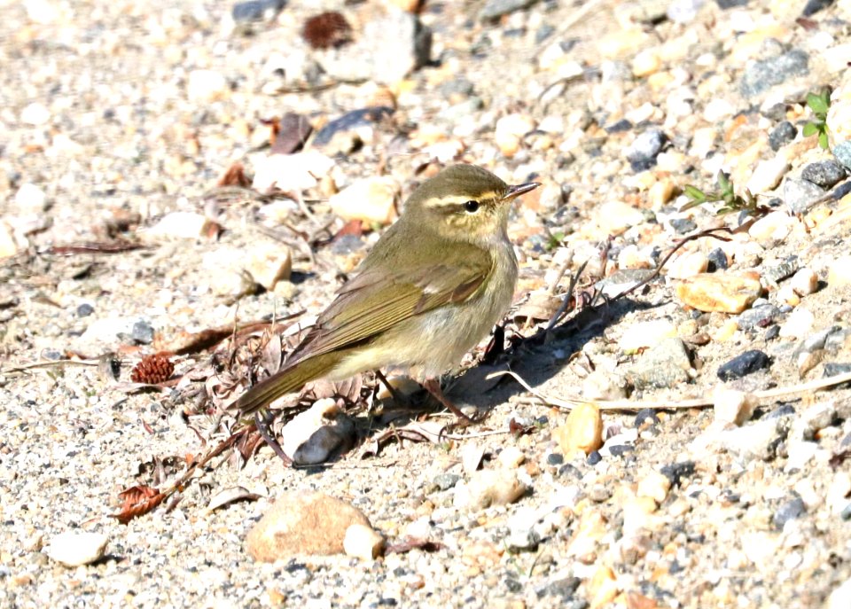 714 - ARCTIC WARBLER (6-9-2016) council road, nome, alaska -01