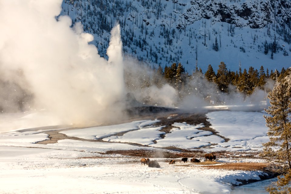 Castle Geyser eruption with bison near the Firehole River