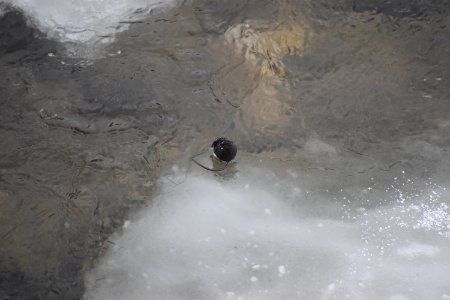 Water shrew on Pebble Creek