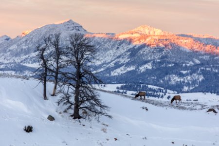 Two elk grazing a ridge during sunset photo