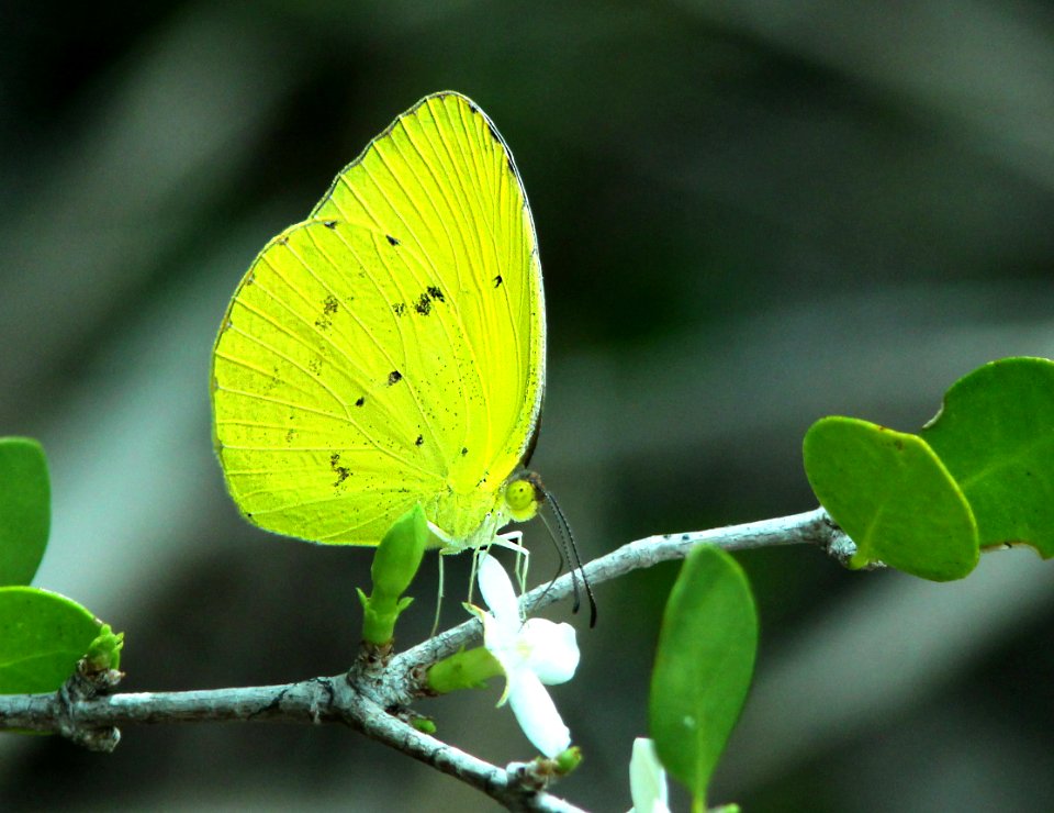 YELLOW, DINA (Eurema dina) (5-13-14) a d barnes park, miami, miami-dade co, fl -01