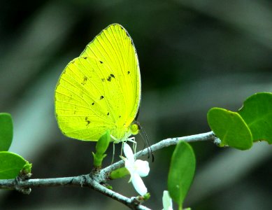YELLOW, DINA (Eurema dina) (5-13-14) a d barnes park, miami, miami-dade co, fl -01
