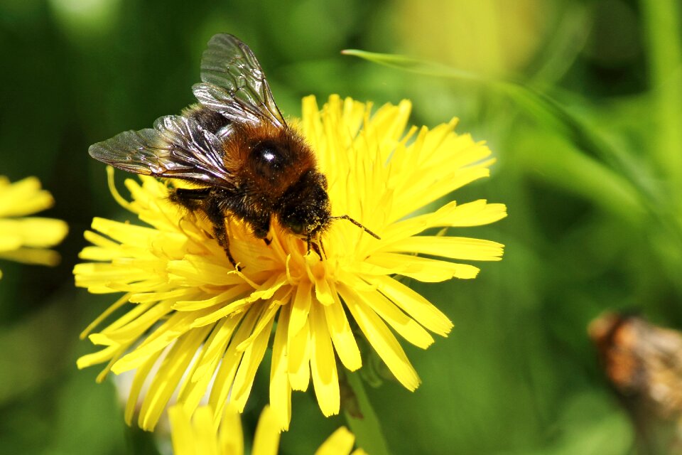 Pollination insect bee