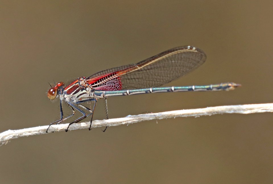 RUBYSPOT, AMERICAN (Hetaerina americana) (9-22-2020) bear canyon, west side huachuca mts, cochise co, az -02 male
