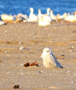 Snowy Owl photo