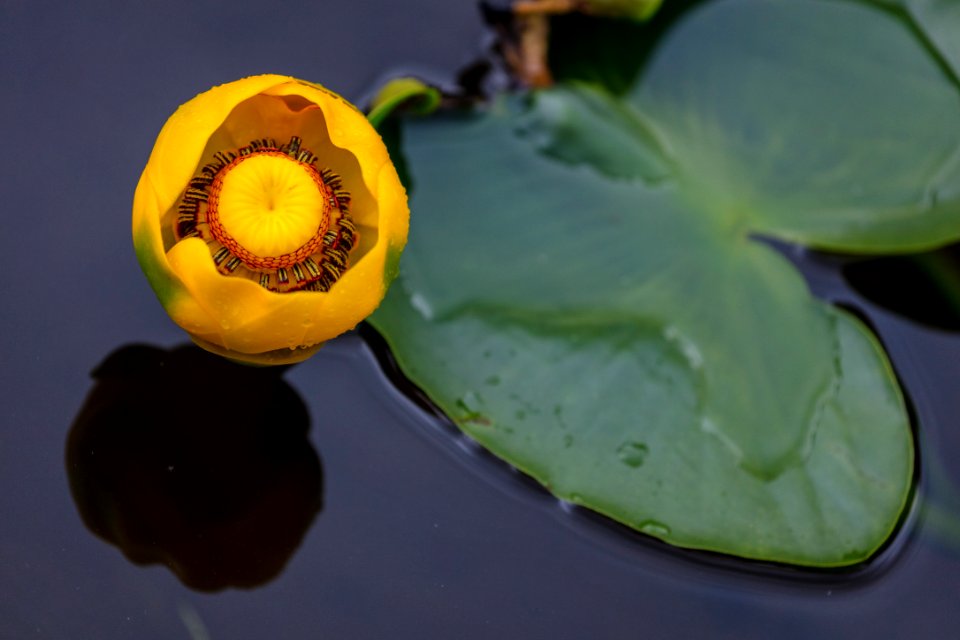 Indian pond lily - Nuphar polysepala