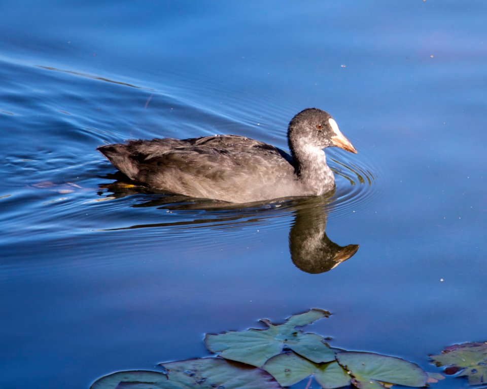 young moorhen swimming