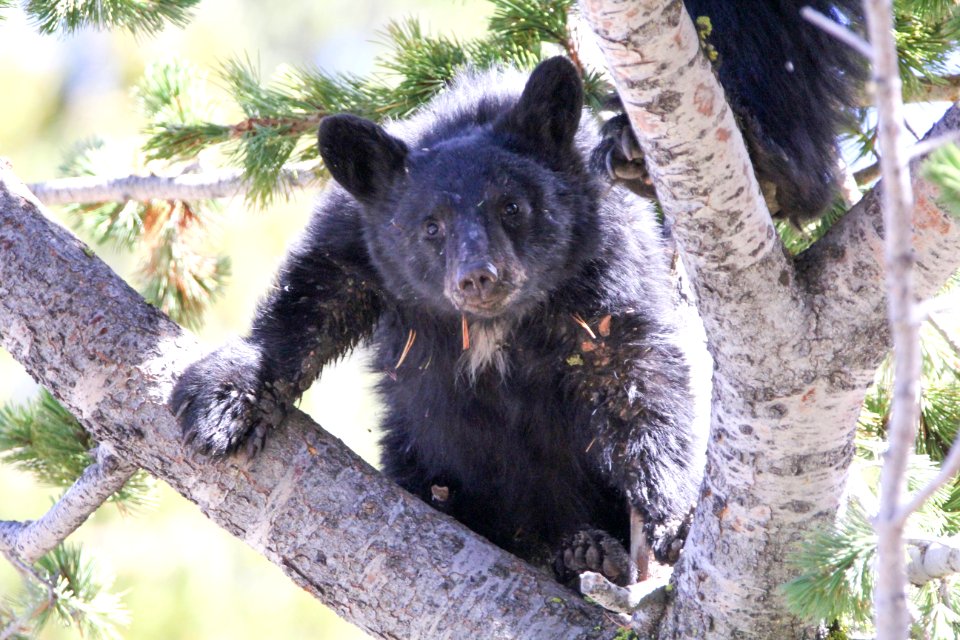 Black bear in whitebark pine on Dunraven Pass