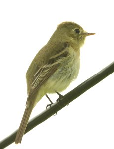 583 - PACIFIC-SLOPE FLYCATCHER (4-7-2019) slo county, ca -03