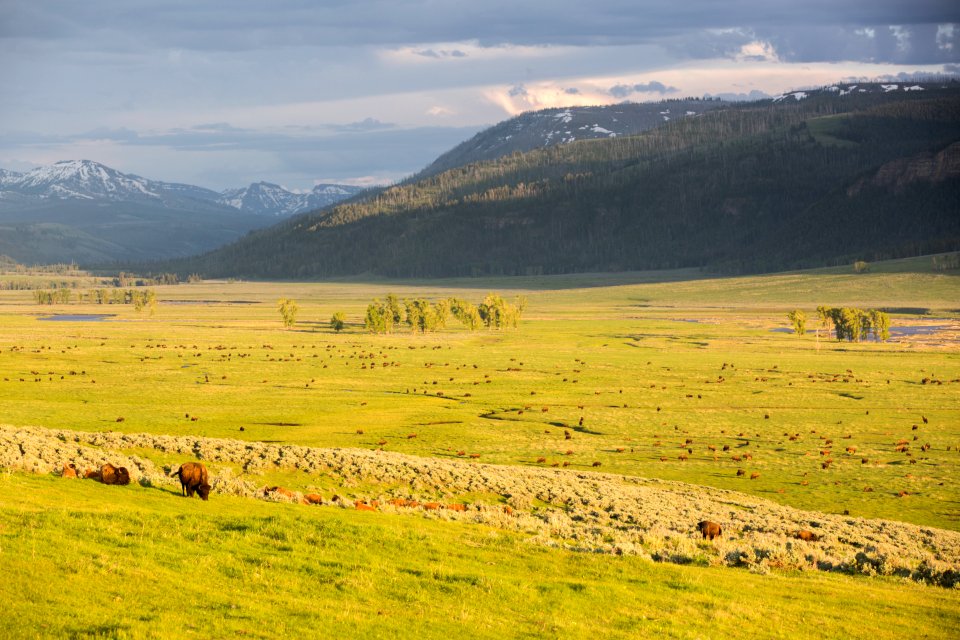 Bison, Lamar Valley