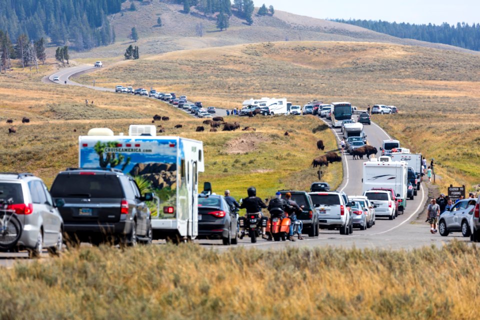 Bison Jam in Hayden Valley