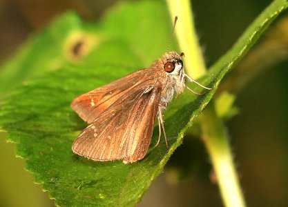SKIPPER, CLOUDED (Lerema accius) (9-1-2016) sabine woods, jefferson co, tx -02