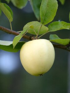 Leaf apple branch summer
